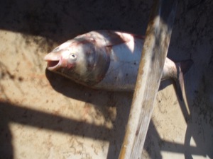 This is the enormous silver carp that jumped into Iris's sister's canoe when we were canoeing this fall. I'll have to tell the rest of this story some time; it needs a post all its own!!!